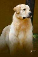 Lorenzo Freedom Golden Friend Forever