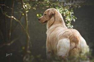 Olivia Kemp Golden Friend Forever