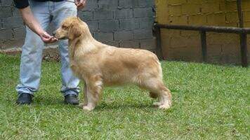 Zeta Kemp Golden Friend Forever