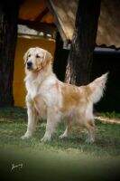 Beyonce Mulder Golden Friend Forever