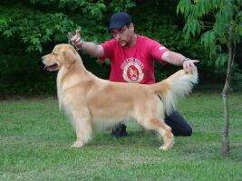 BISS. ArgCh. King Golden Age Of Golden Friend Forever BISS. ArgCh. King Golden Age Of Golden Friend Forever