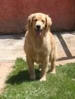 Filhote Cherr Kemp Golden Friend Forever
