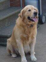 Prince Lucky Goldenpaws Prince Lucky Goldenpaws