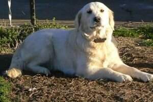 Princess Cera Goldenpaws Princess Cera Goldenpaws