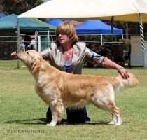 Aust. GRAND Champion Haydengold Power of One Aust. GRAND Champion Haydengold Power of One