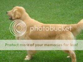 Filhote, Gr.Ch.Br.,Ch.Pan THUNDER KEMP GOLDEN FRIEND FOREVER