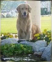 Kelore's Prince Charming at Goldreams