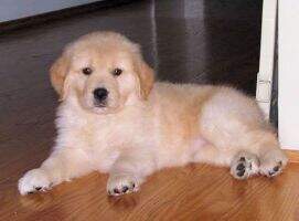 Goldenquest's Highland Gemma