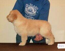 Goldenquest's Sammy Joe