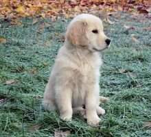 Goldenquest's Amasing Grace