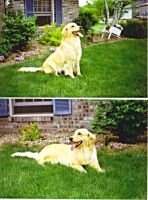 Rousey's Golden Sadie