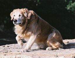 High Times Big Dog Daddy MH49 MNR High Times Big Dog Daddy MH49 MNR