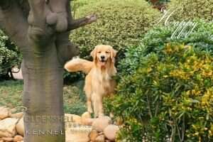HAPPY OF DUAREUM JANG FCI