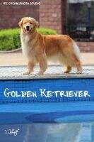 Barbara of GoldenSHELL Kennel