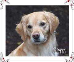 Autumnglen's Sierra Aspen Gold CCA Autumnglen's Sierra Aspen Gold CCA