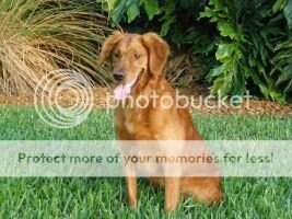 Lil' Sweet Tea Heart Of Dixie