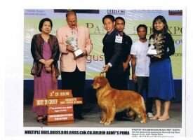 BISS. BJIS. BJISS. Th. Ch. Golden Army's Puma