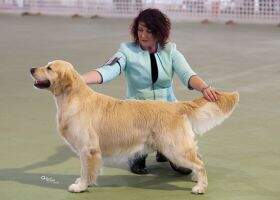 Australian Champion Swifttreve River Dance Australian Champion Swifttreve River Dance
