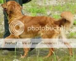 Whispering Oaks Golden Paws Whispering Oaks Golden Paws