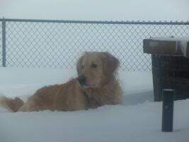 Honey's Bentley Bear