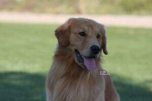 UKC CH Gracious Glds Gem Hunter UKC CH Gracious Glds Gem Hunter
