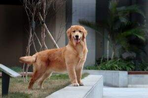 Bunni of GoldenSHELL Kennel