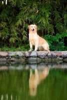 C-Angel of GoldenSHELL Kennel
