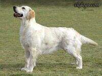 Ch.Srb Splendid Star Trixie Ch.Srb Splendid Star Trixie