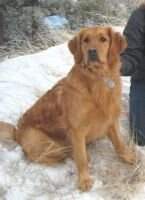Zaniri's Mountain Lily SAR Dog
