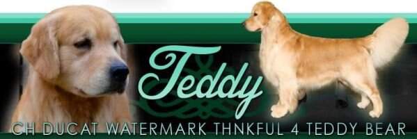Ducat Watermark Thnkful 4 Teddy Bear BOSVISS