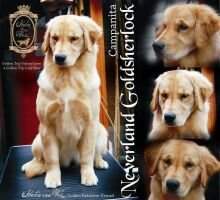 Neverland Goldsherlock