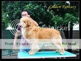 Golden Fantasy Spark