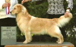River N Redog's Molly Brown