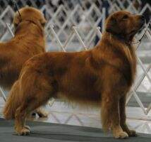 April N Klaasem Zoom'N 4 Paw Drive