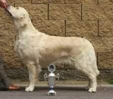 Club Winner Christina Aguilera Artemis Gold Res. CACIB 2x CWC CAC CAJC