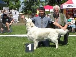 C.I.B. CH Grand Ch CZ Club Ch Chuck Berry Artemis Gold *U*universal dog