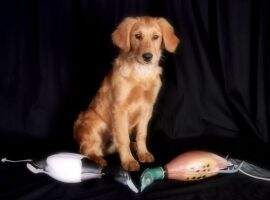 Topbrass Floden's Pawziah