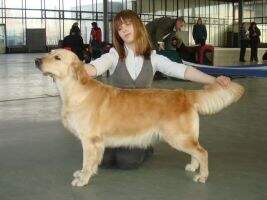 CLUB ch, ch RUS, 2xch RKF Dzhorgia Goldi iz doma Hinvey