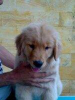 Casa Peace Buddy