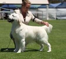 ABBIS SRUBIS Supreme Champion Chaleur Valentino ABBIS SRUBIS Supreme Champion Chaleur Valentino