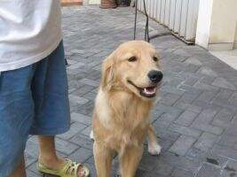 Golden Friendship Carter