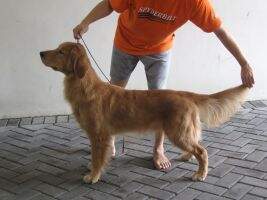 Golden Friendship Cedric