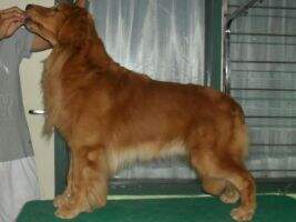 Golden Friendship Cievo