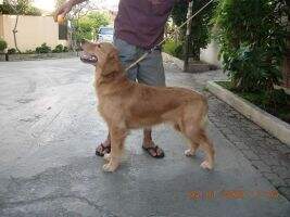 Golden Friendship Cooper Miner