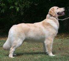 Stormy Point's Brown's Bella Dona