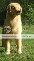 JovChCl ChCl Let It Be From the Lead Story 7# All Breeds Ranking Chile 09'