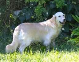 White Dove Jodee Kat Of France