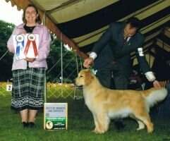 UJJCH CAN/UKC CH Gold Rush's Royal Diamond Flush CCA, CA, DJ