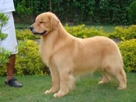 PanCh Golden Sunset's Prince PanCh Golden Sunset's Prince