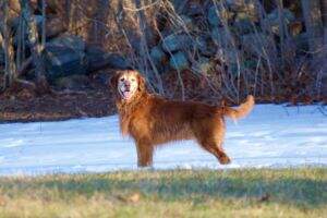 Windrush's Chestnut Comet RN CGCA CCA